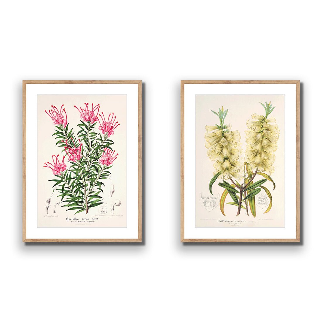 Botanical Illustration Perfect Pair - Wall Art Designs - SET2_5025_AR_V WAD_AP - 030 - MAT_45x30_S - 2538 - OAK