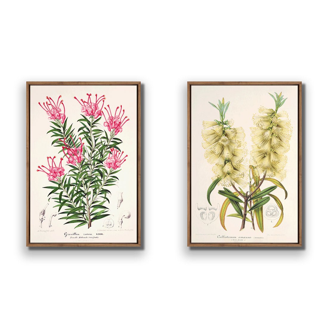 Botanical Illustration Perfect Pair - Wall Art Designs - SET2_5025_AR_V WAD_CP - MPY - 260 - M - S - S_45x30_S - 1550 - NAT