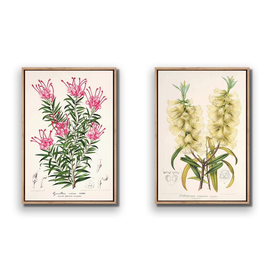 Botanical Illustration Perfect Pair - Wall Art Designs - SET2_5025_AR_V WAD_CP - MPY - 260 - M - S - S_45x30_S - 1550 - OAK