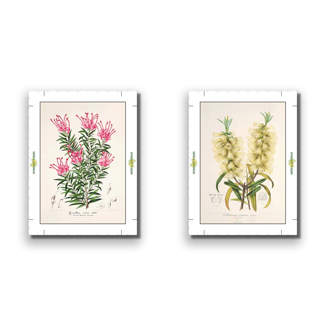 Botanical Illustration Perfect Pair - Wall Art Designs - SET2_5025_AR_V WAD_CP - MPY - 260 - M - R_45x30_NONE