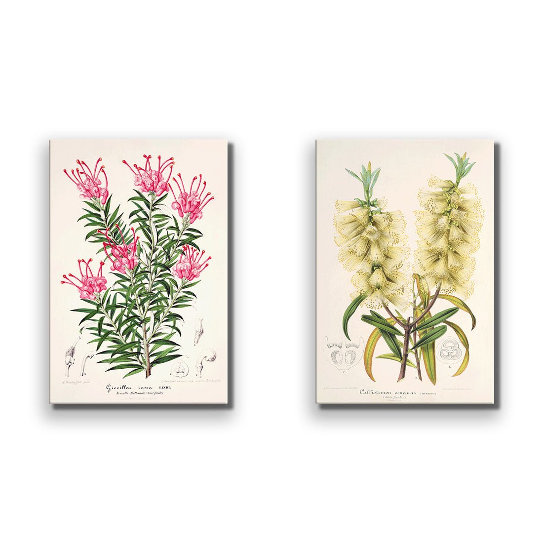 Botanical Illustration Perfect Pair - Wall Art Designs - SET2_5025_AR_V WAD_CP - MPY - 260 - M - S - S_45x30_NONE