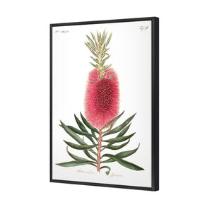 Bottlebrush Pink Botanical Illustration | Classic Canvas | Floating Frame | Black