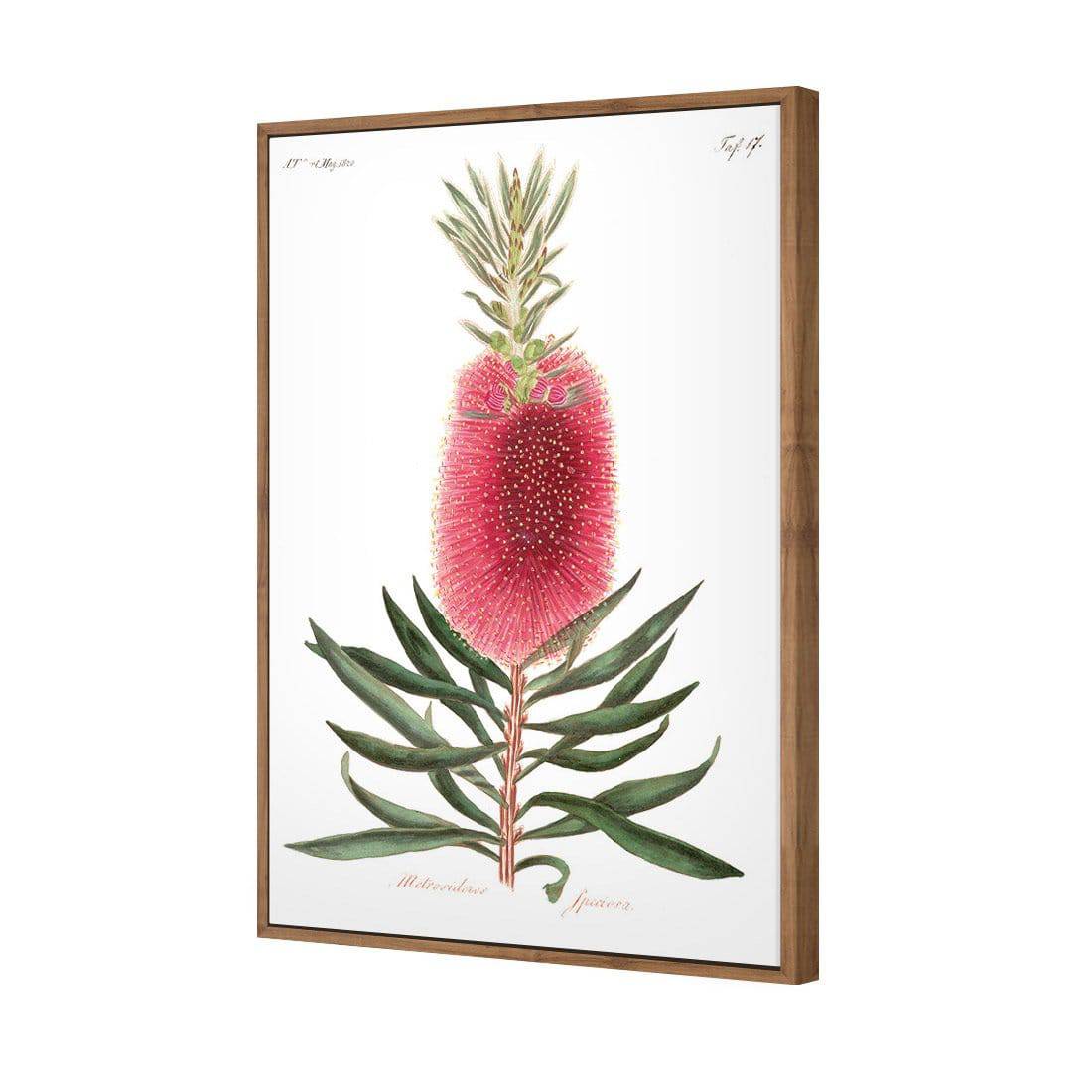 Bottlebrush Pink Botanical Illustration | Classic Canvas | Floating Frame | Natural