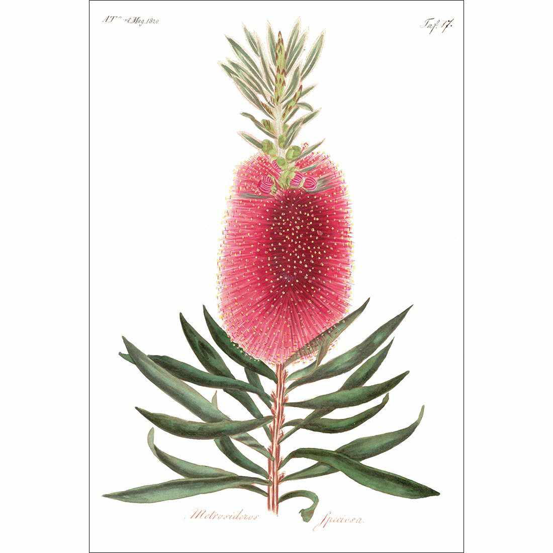 Bottlebrush Pink Botanical Illustration Canvas Art - Wall Art Designs - 2715_AR_V WAD_CP - MPY - 260 - M - S - S_45x30_NONE