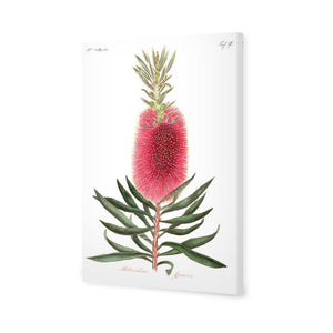 Bottlebrush Pink Botanical Illustration | Classic Canvas | No Frame | Stretched Canvas