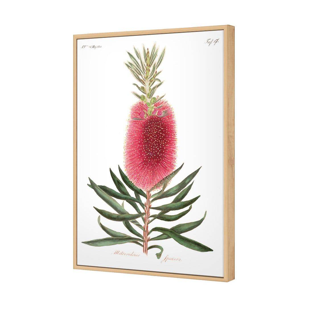 Bottlebrush Pink Botanical Illustration | Classic Canvas | Floating Frame | Oak