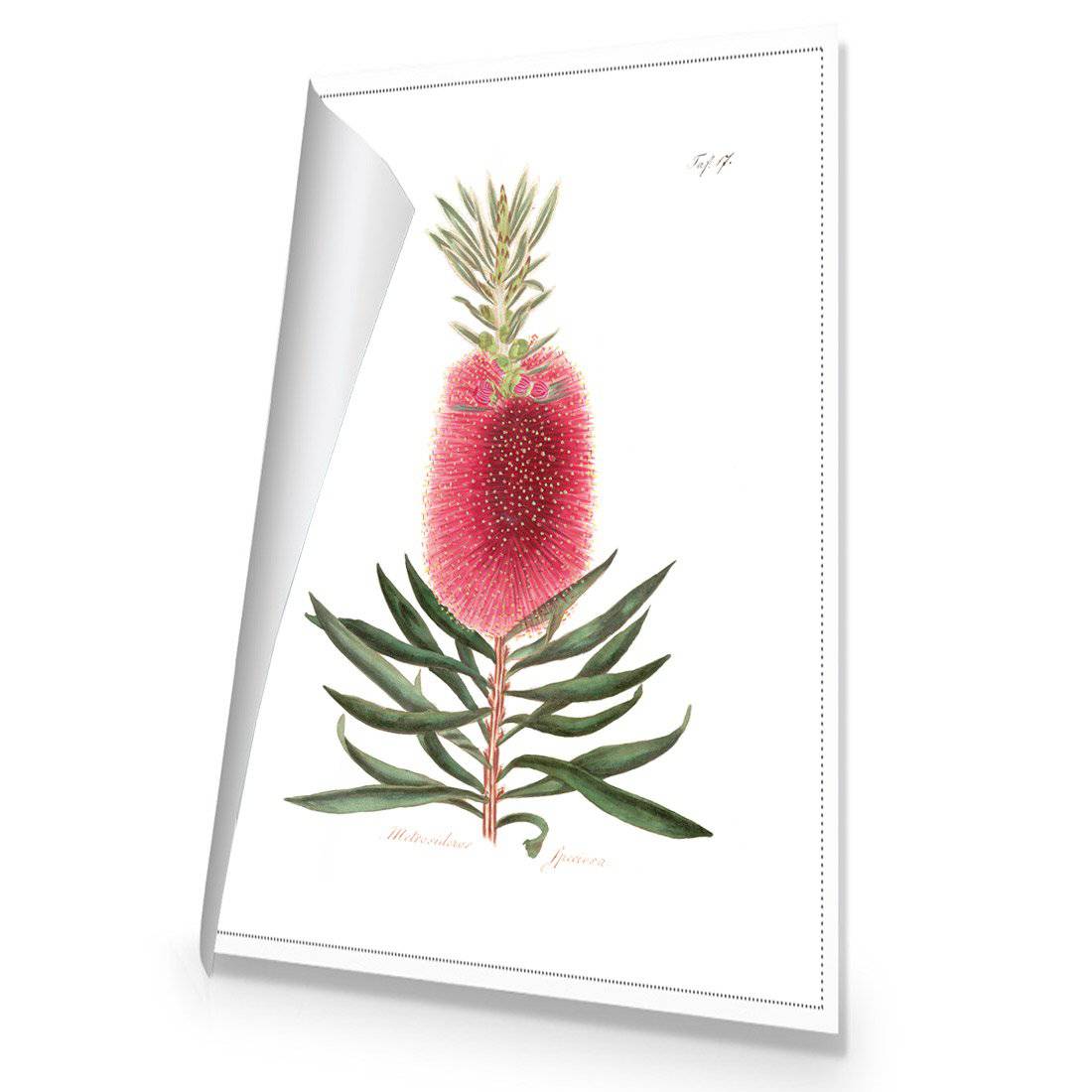 Bottlebrush Pink Botanical Illustration | Classic Canvas | No Frame | Rolled Canvas