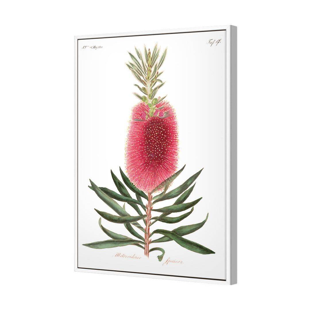 Bottlebrush Pink Botanical Illustration | Classic Canvas | Floating Frame | White