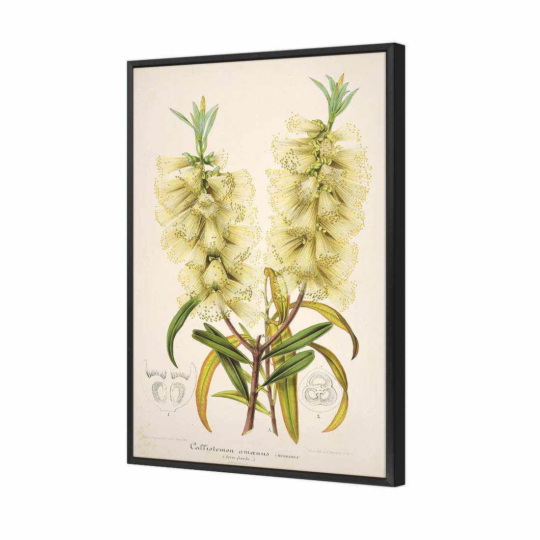 Bottlebrush White | Standard Canvas | Floating Frame | Black