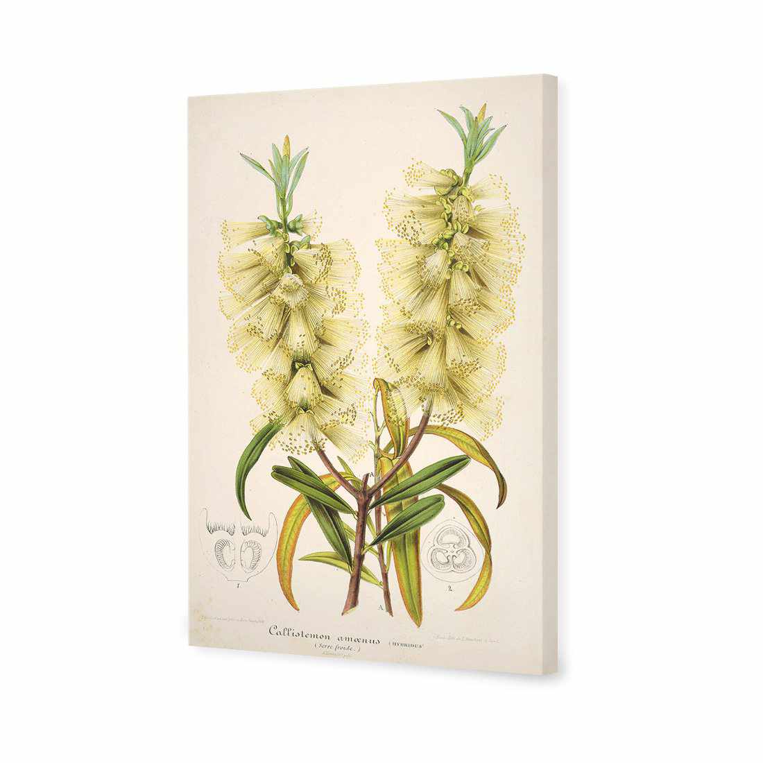 Bottlebrush White | Standard Canvas | No Frame | Stretched Canvas