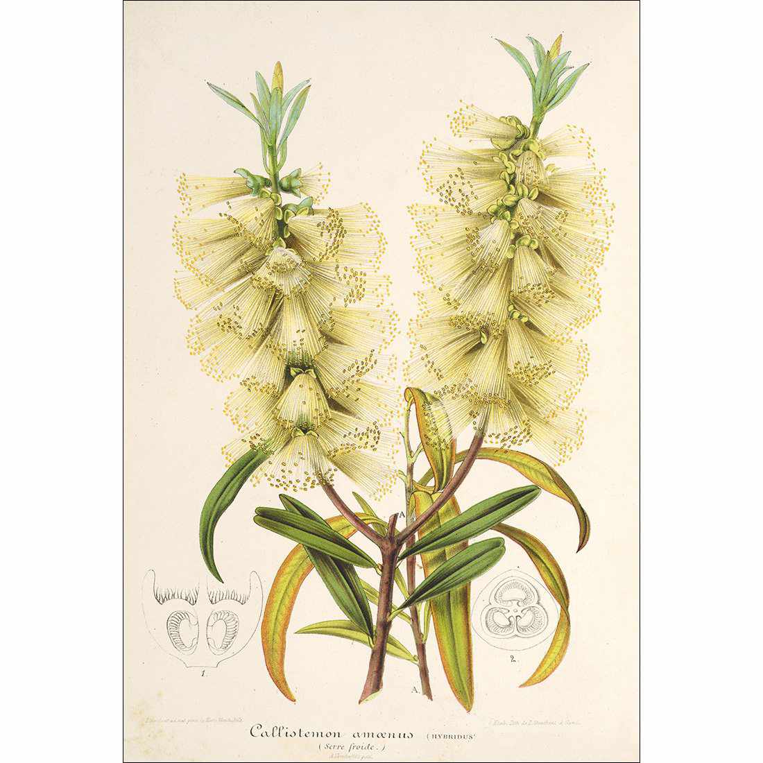 Bottlebrush White
