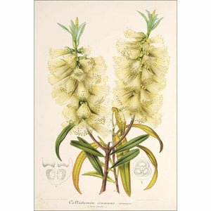 Bottlebrush White