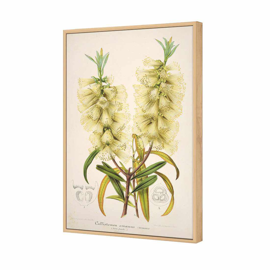 Bottlebrush White Canvas Art - Wall Art Designs - 2716_AR_V WAD_CP - MPY - 260 - M - S - S_45x30_S - 1550 - OAK