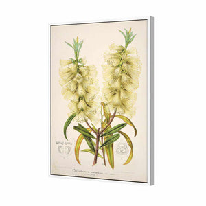 Bottlebrush White | Standard Canvas | Floating Frame | White