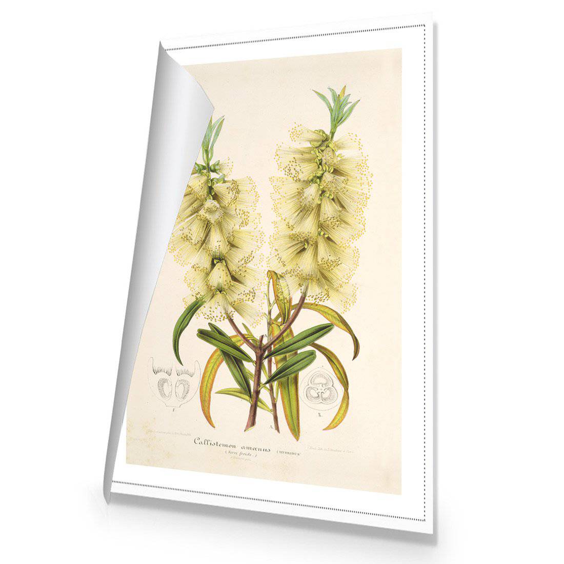 Bottlebrush White Canvas Art - Wall Art Designs - 2716_AR_V WAD_CP - MPY - 260 - M - R_59x40_NONE