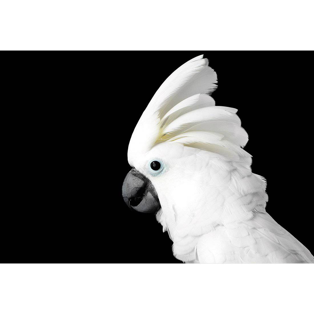 Cassie the Cockatoo Canvas Art - Wall Art Designs - 3103_AR_H WAD_CP - MPY - 260 - M - S - S_45x30_NONE