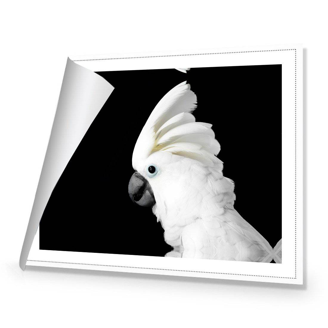 Cassie the Cockatoo | Standard Canvas | No Frame | Rolled Canvas