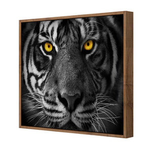 Cat Stare | Standard Canvas | Floating Frame | Natural