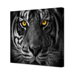 Cat Stare | Standard Canvas | No Frame | Stretched Canvas