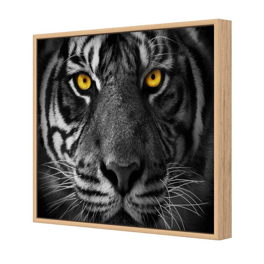 Cat Stare | Standard Canvas | Floating Frame | Oak