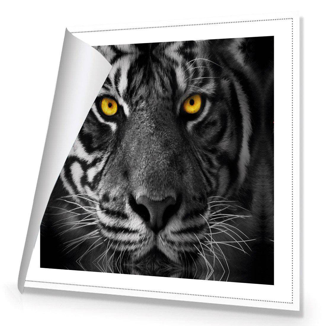 Cat Stare Canvas Art - Wall Art Designs - 3048_AS_Q WAD_CP - MPY - 260 - M - R_30x30_NONE