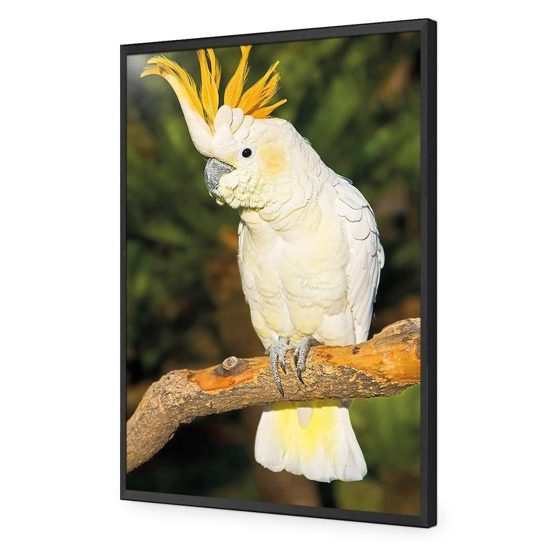 Cockatoo - Wall Art Designs - 620_AR_V WAD_AP - 030 - EDG_45x30_S - 2538 - BLK