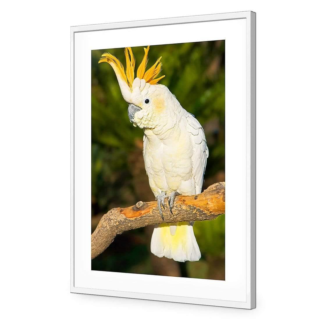 Cockatoo - Wall Art Designs - 620_AR_V WAD_AP - 030 - MAT_45x30_S - 2538 - WHT