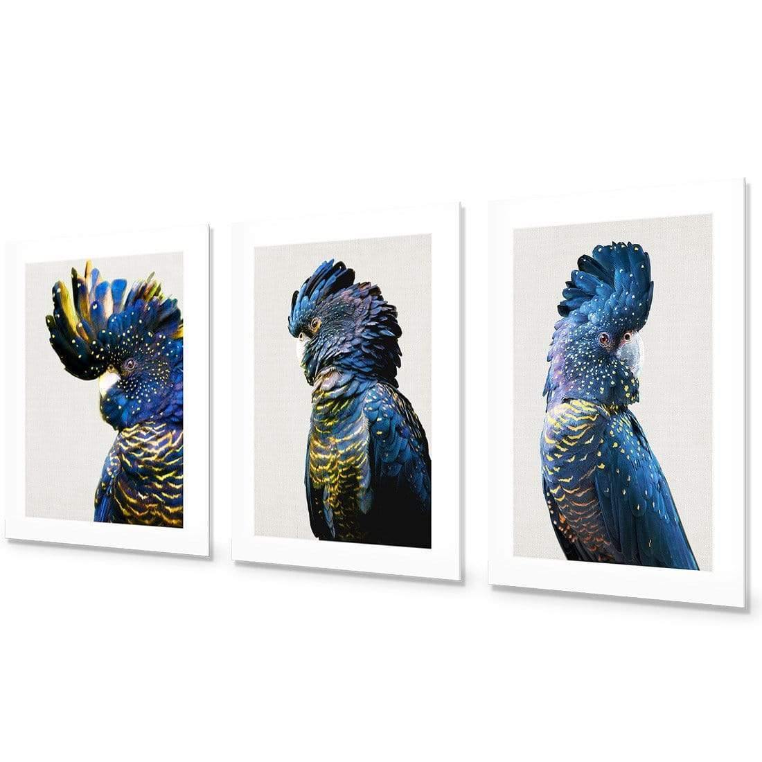 Cockatoos Trio Art Set - Wall Art Designs - SET3_5035_AR_V WAD_AP - 030 - MAT_59x40_NONE