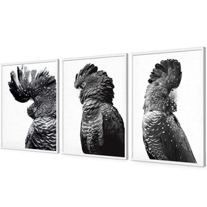 Cockatoos Trio, B&W Art Set | Classic Acrylic | Flat Frame No Border | White