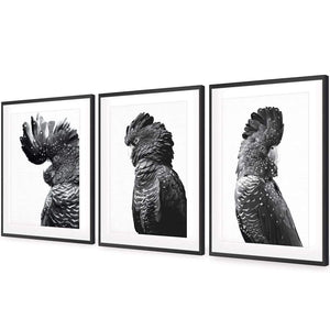 Cockatoos Trio, B&W Art Set | Classic Acrylic | Flat Frame With Border | Black