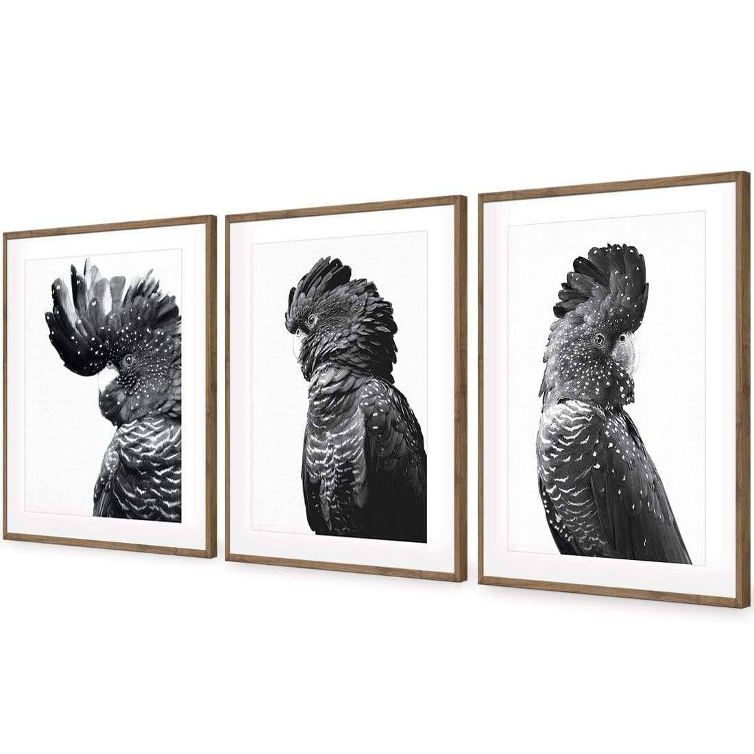 Cockatoos Trio, B&W Art Set - Wall Art Designs - SET3_5035_BR_V WAD_AP - 030 - MAT_59x40_S - 2538 - NAT