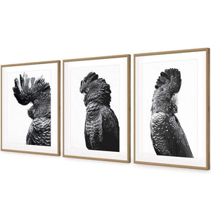Cockatoos Trio, B&W Art Set | Classic Acrylic | Flat Frame With Border | Oak