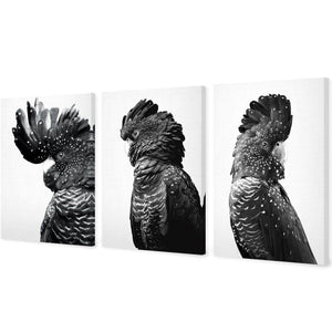 Cockatoos Trio, B&W Art Set | Classic Canvas | No Frame | Stretched Canvas