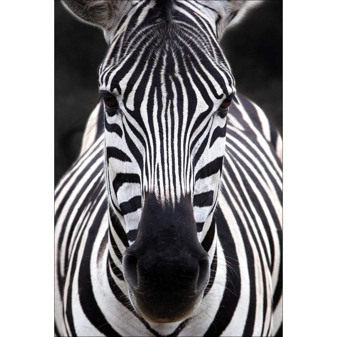 Concerned Zebra - Wall Art Designs - 3170_AR_V WAD_CP - MPY - 260 - M - S - S_45x30_NONE