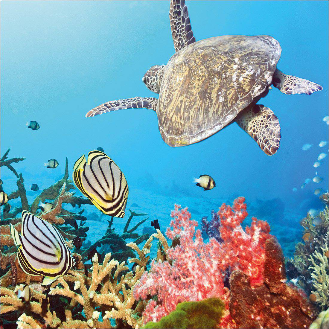 Coral Sea, Square