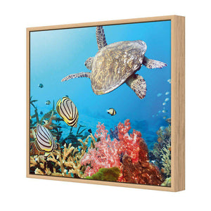 Coral Sea, Square | Standard Canvas | Floating Frame | Oak