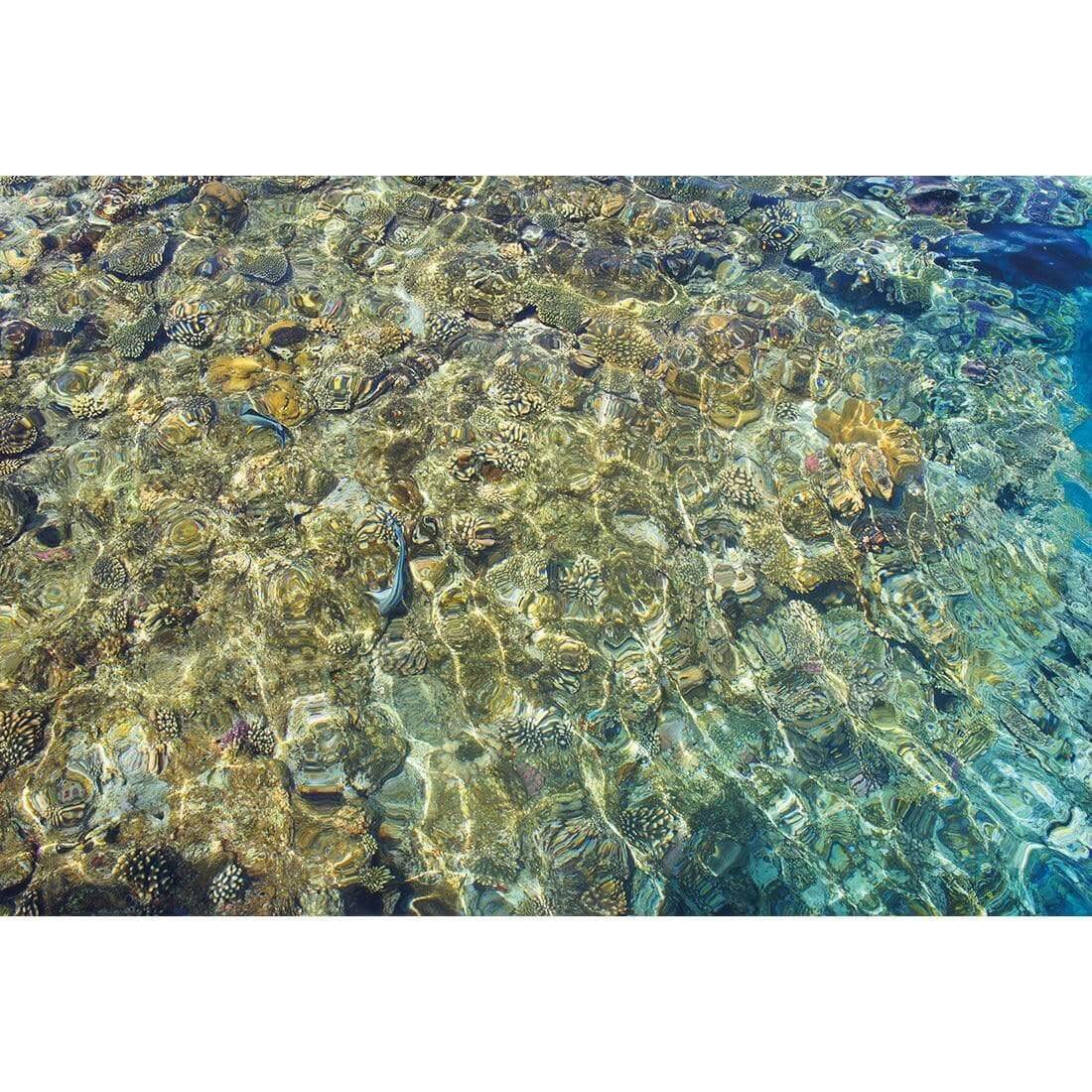 Coral Shallows | Classic Canvas | No Frame | Stretched Canvas