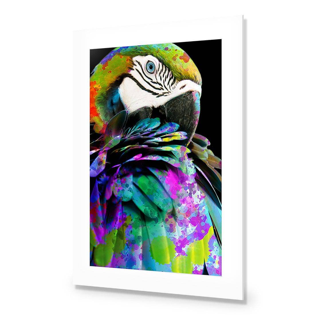 Coy Macaw | Standard Acrylic | No Frame With Border