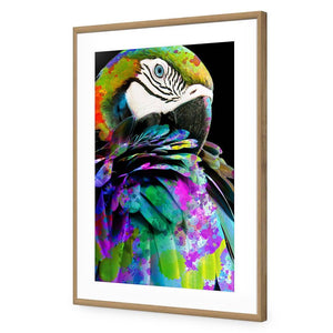 Coy Macaw | Standard Acrylic | Flat Frame With Border | Oak