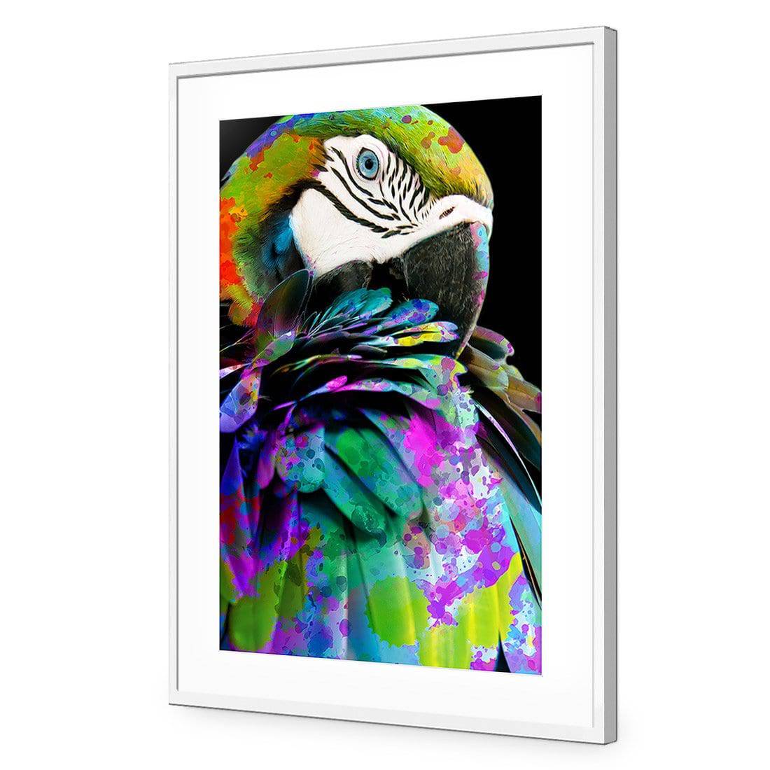 Coy Macaw | Standard Acrylic | Flat Frame With Border | Natural