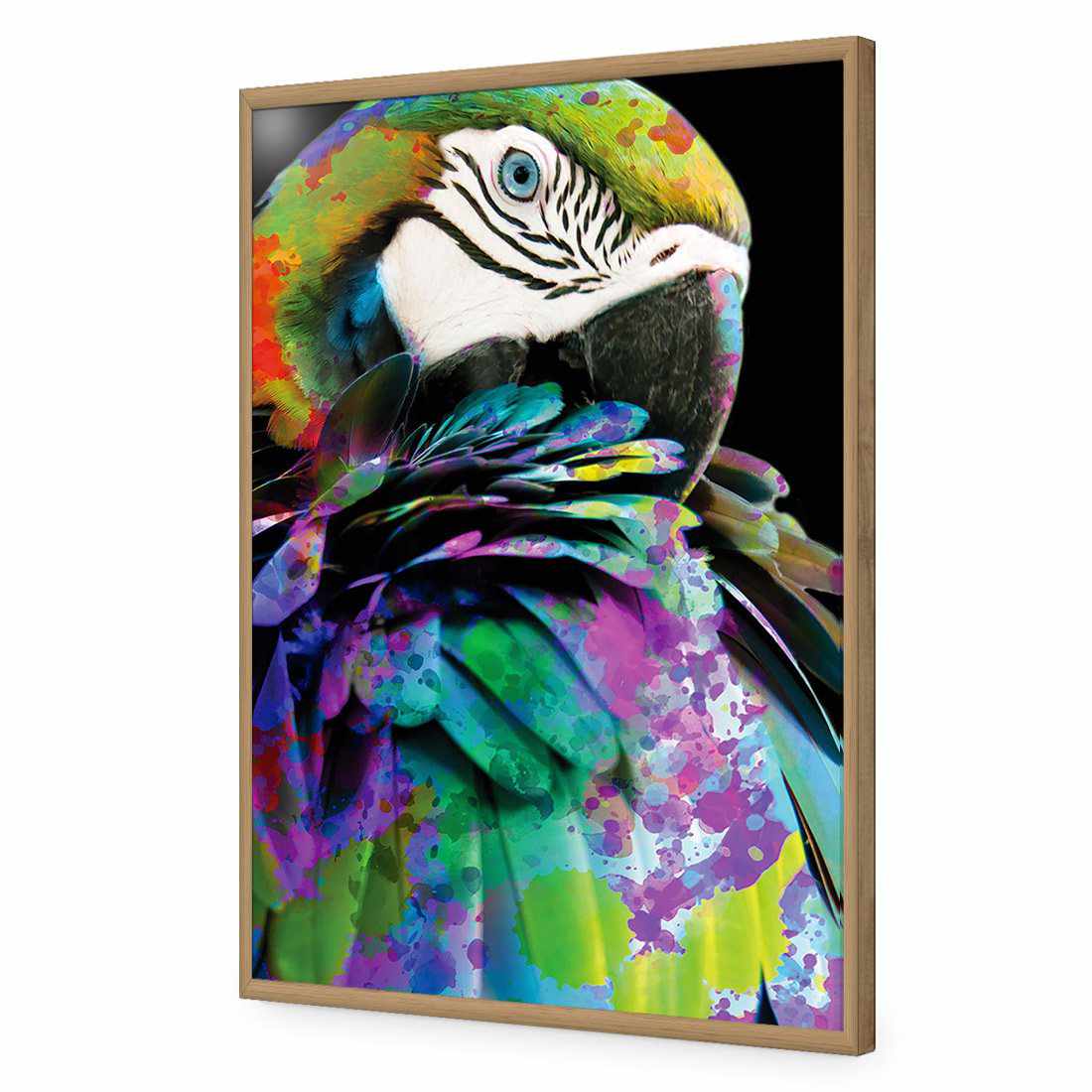 Coy Macaw Acrylic Glass Art - Wall Art Designs - 2292_AR_V WAD_AP - 030 - EDG_45x30_S - 2538 - OAK