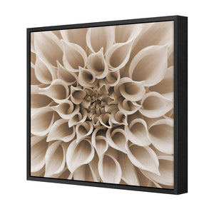 Dahlia Delight, Sepia | Standard Canvas | Floating Frame | Black