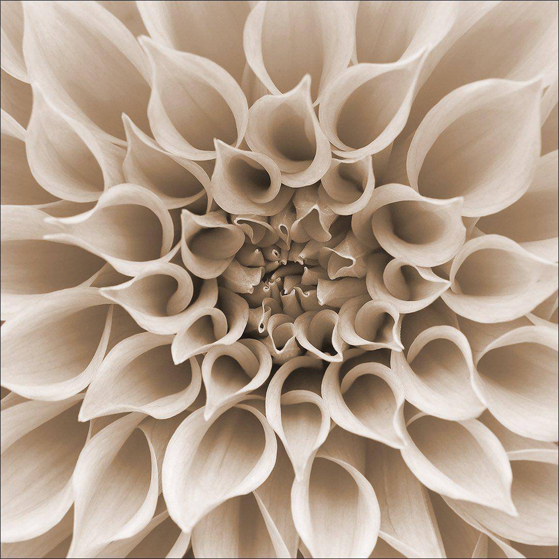 Dahlia Delight, Sepia Canvas Art - Wall Art Designs - 2611_CS_Q WAD_CP - MPY - 260 - M - S - S_30x30_NONE