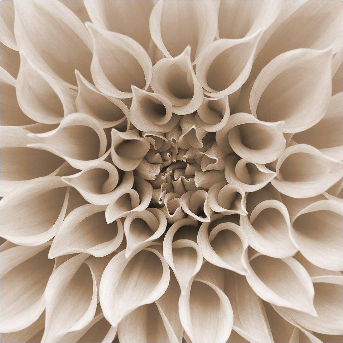 Dahlia Delight, Sepia