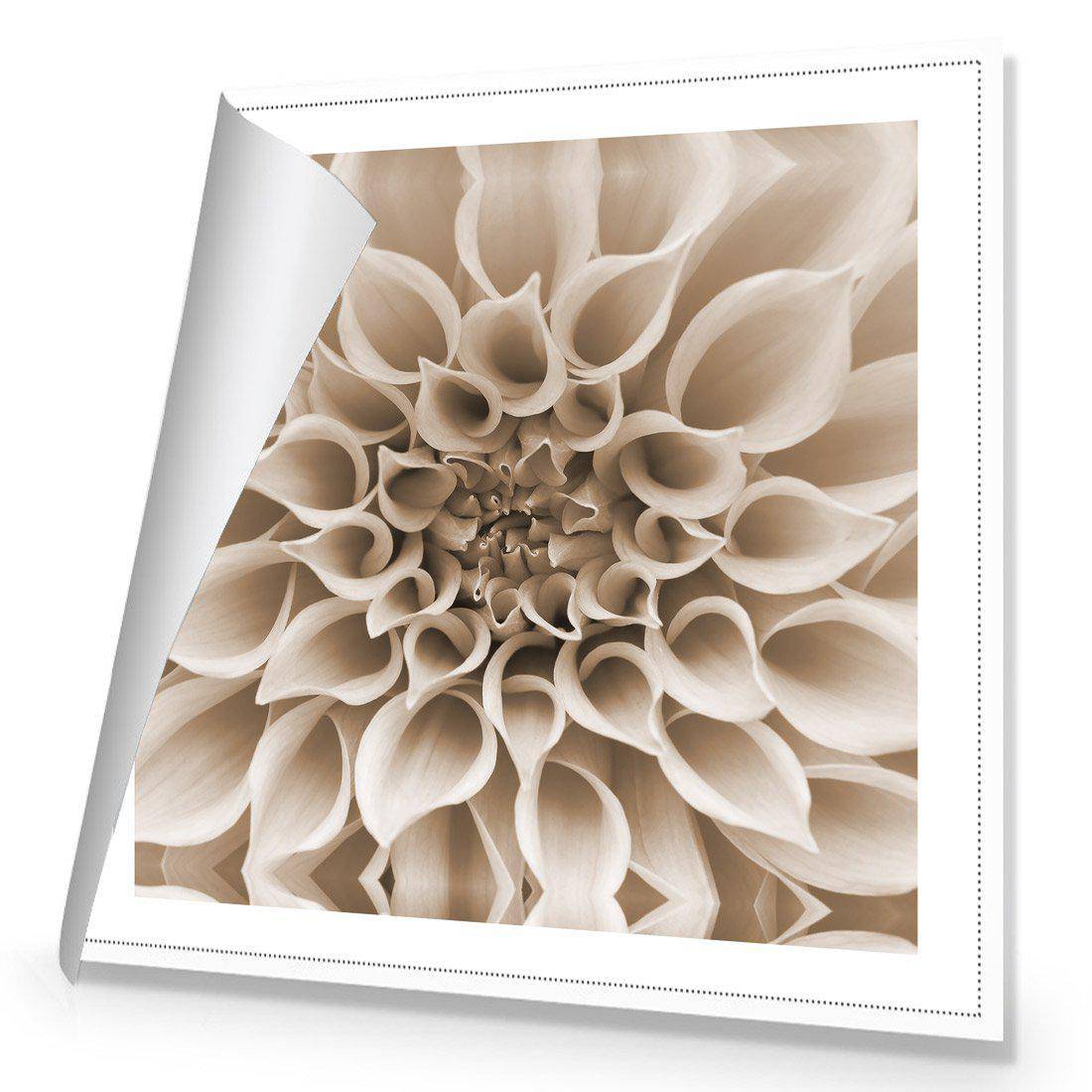 Dahlia Delight, Sepia | Standard Canvas | No Frame | Rolled Canvas