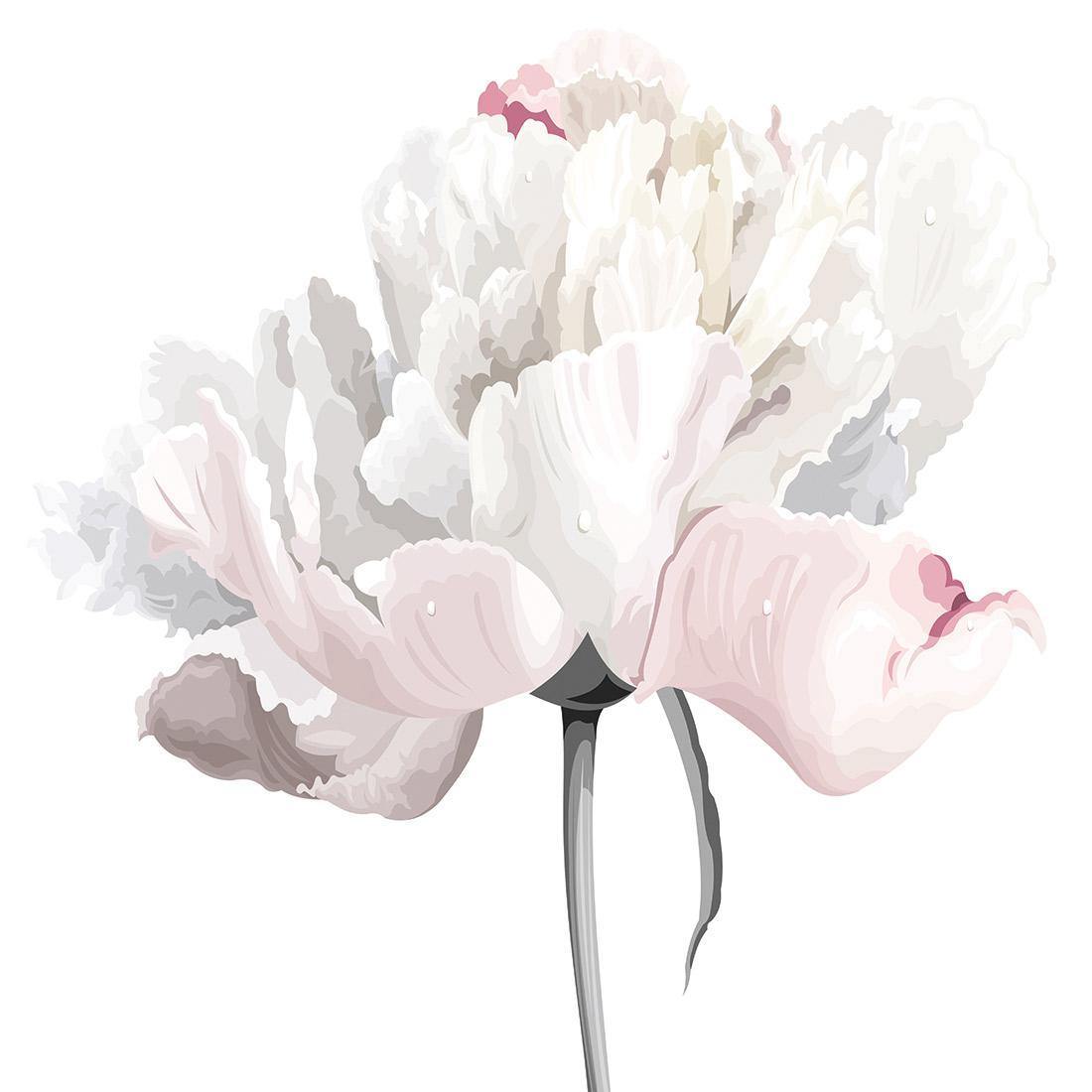 Delicate Bloom on White (Square) | Classic Canvas | No Frame | Stretched Canvas