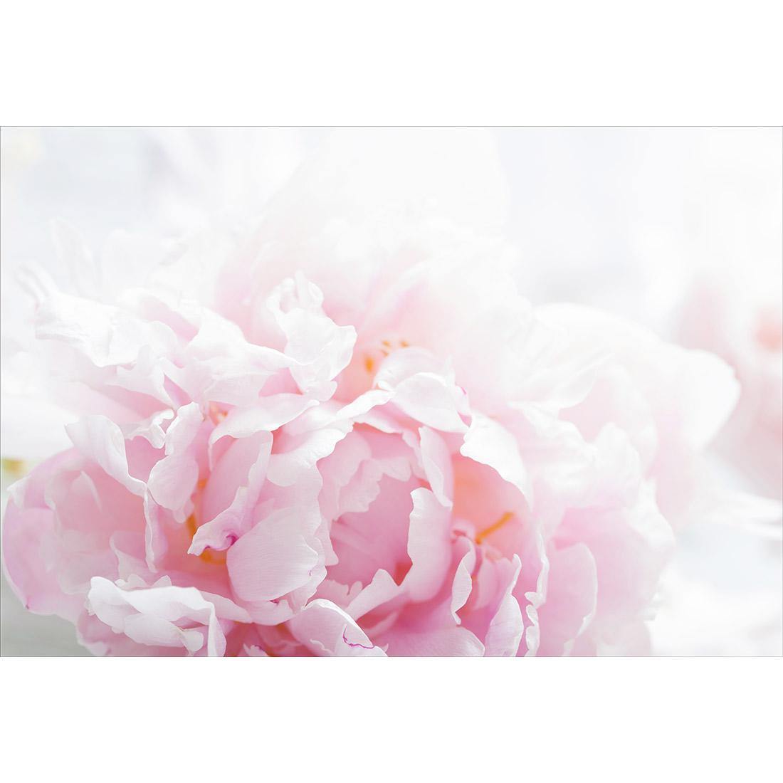 Delicate Pink Peony - Wall Art Designs - 3272_AR_H CAF_CP - MPY - 260 - M - S - S_45x30_NONE