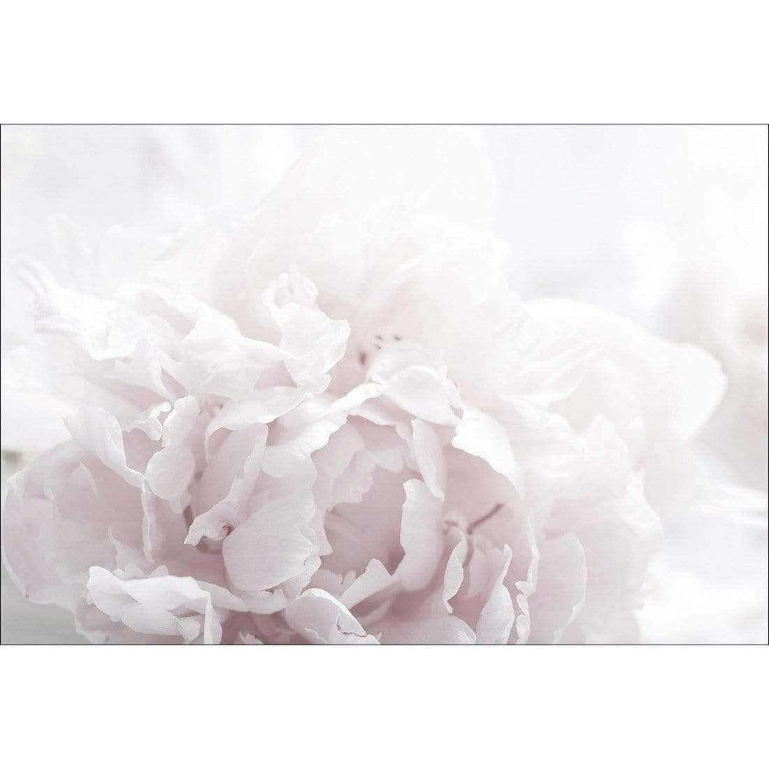 Delicate Pink Peony Soft - Wall Art Designs - 3272_DR_H CAF_CP - MPY - 260 - M - S - S_45x30_NONE