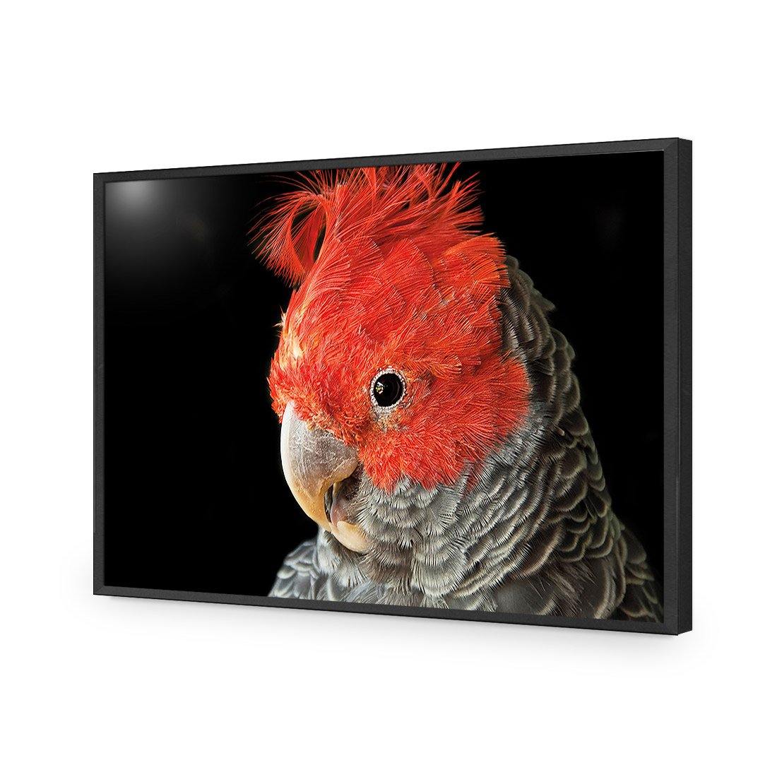 Delilah the Red Headed Parrot - Wall Art Designs - 3086_AR_H WAD_AP - 030 - EDG_45x30_S - 2538 - BLK