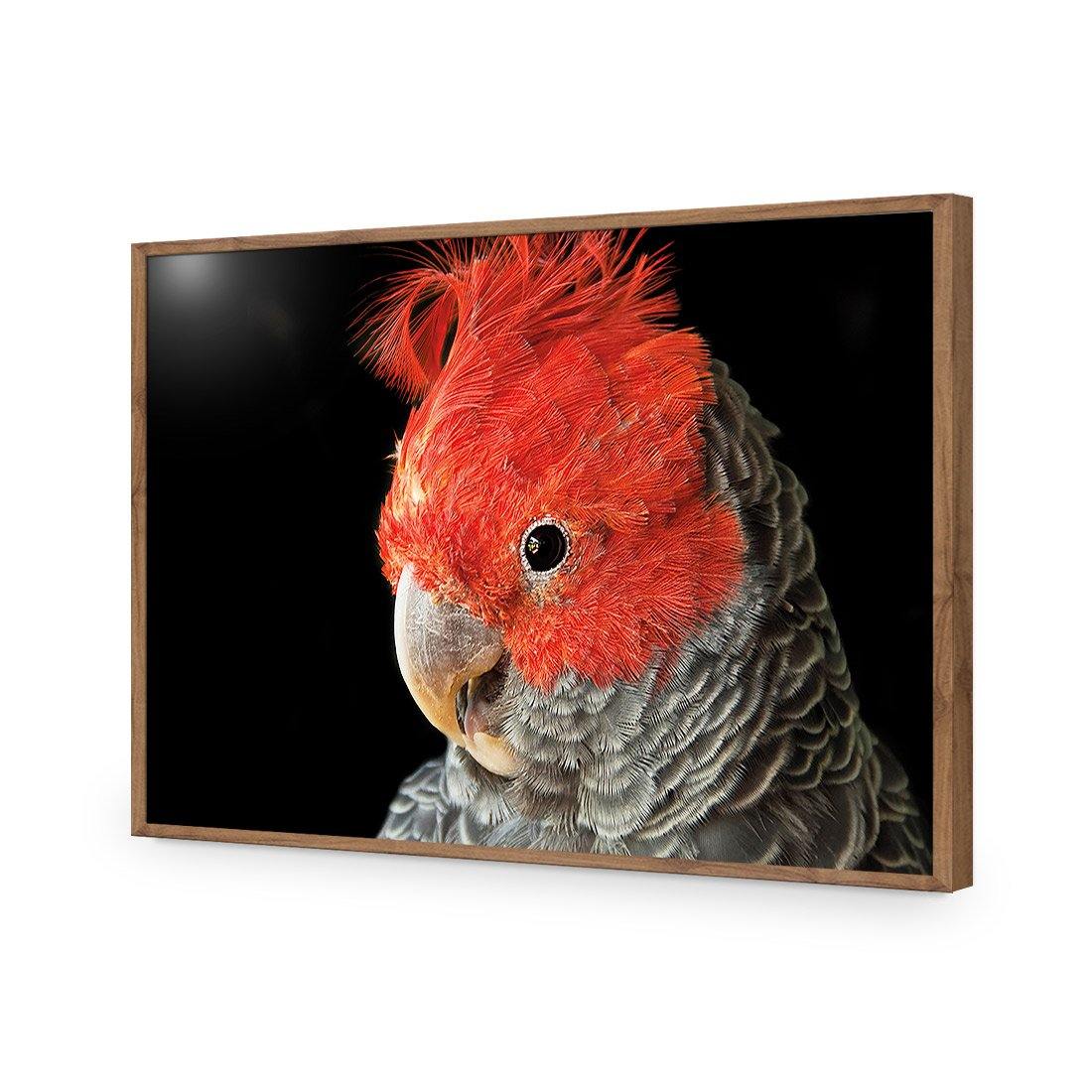 Delilah the Red Headed Parrot - Wall Art Designs - 3086_AR_H WAD_AP - 030 - EDG_45x30_S - 2538 - NAT